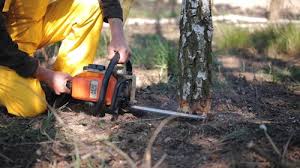 Best Tree Mulching Services  in Winfield, WV