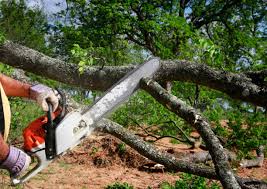 Winfield, WV Tree Services Company